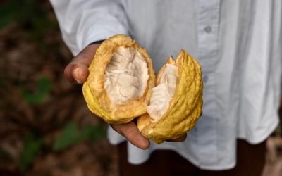 Explorando la Diversidad del Cacao