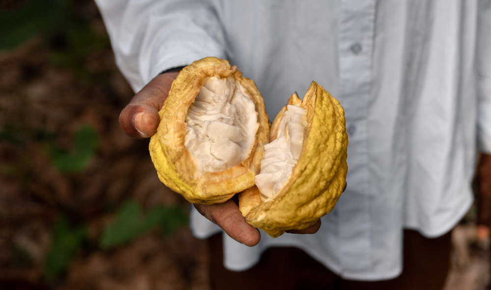 Explorando la Diversidad del Cacao